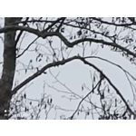 Zdjęcia użytkowników Xiaomi Mi 11 Ultra