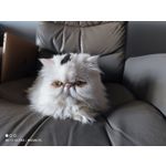 Zdjęcia użytkowników Xiaomi Mi 11 Ultra