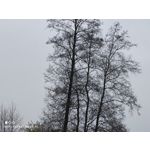 Zdjęcia użytkowników Xiaomi Mi 11 Ultra