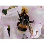 Zdjęcia użytkowników Xiaomi Mi 11 Ultra