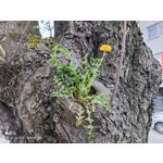 Zdjęcia użytkowników Xiaomi Mi 11 Ultra