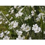 Zdjęcia użytkowników Xiaomi Mi 11i