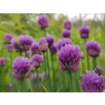 Zdjęcia użytkowników Xiaomi Mi 11i