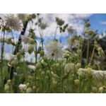 Zdjęcia użytkowników Xiaomi Mi 11i