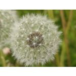 Zdjęcia użytkowników Xiaomi Mi 11i