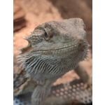 Zdjęcia użytkowników Xiaomi Mi 11i