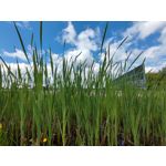 Zdjęcia użytkowników Xiaomi Mi 11i