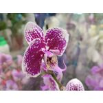 Zdjęcia użytkowników Xiaomi Mi 11i