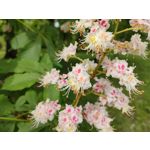 Zdjęcia użytkowników Xiaomi Mi 11i