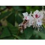 Zdjęcia użytkowników Xiaomi Mi 11i