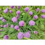 Zdjęcia użytkowników Xiaomi Mi 11i