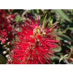 Zdjęcia użytkowników Xiaomi Mi 11i