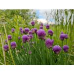 Zdjęcia użytkowników Xiaomi Mi 11i