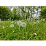 Zdjęcia użytkowników Xiaomi Mi 11i