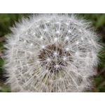 Zdjęcia użytkowników Xiaomi Mi 11i