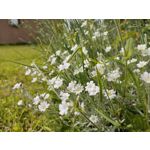 Zdjęcia użytkowników Xiaomi Mi 11i