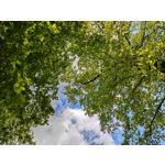 Zdjęcia użytkowników Xiaomi Mi 11i