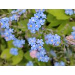 Zdjęcia użytkowników Xiaomi Mi 11i