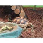 Zdjęcia użytkowników Xiaomi Mi 11i