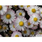 Zdjęcia użytkowników Xiaomi Mi 11i