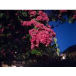 Zdjęcia użytkowników Xiaomi Mi 11i