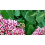 Zdjęcia użytkowników Xiaomi MI-3