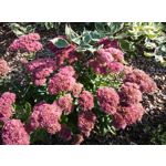 Zdjęcia użytkowników Xiaomi MI-3