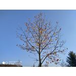 Zdjęcia użytkowników Xiaomi Mi 8 Lite