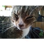 Zdjęcia użytkowników Xiaomi Mi 8 Lite