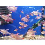 Zdjęcia użytkowników Xiaomi Mi 8 Lite