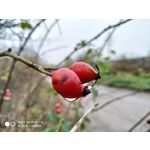 Zdjęcia użytkowników Xiaomi Mi 8 Youth Zdjęcia użytkowników Xiaomi Mi 8 Youth