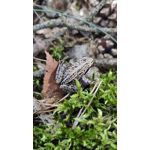 Zdjęcia użytkowników Xiaomi Mi 9 Lite Zdjęcia użytkowników Xiaomi Mi 9 Lite