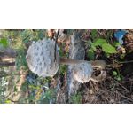 Zdjęcia użytkowników Xiaomi Mi 9 Lite Zdjęcia użytkowników Xiaomi Mi 9 Lite