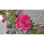 Zdjęcia użytkowników Xiaomi Mi 9 Lite Zdjęcia użytkowników Xiaomi Mi 9 Lite