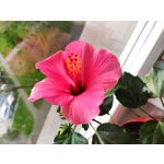 Zdjęcia użytkowników Xiaomi Mi 9 Lite Zdjęcia użytkowników Xiaomi Mi 9 Lite