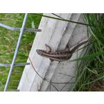 Zdjęcia użytkowników Xiaomi Mi 9 Lite Zdjęcia użytkowników Xiaomi Mi 9 Lite