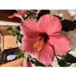 Zdjęcia użytkowników Xiaomi Mi 9 Lite Zdjęcia użytkowników Xiaomi Mi 9 Lite