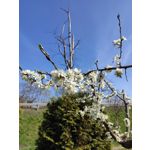 Zdjęcia użytkowników Xiaomi Mi 9 Lite Zdjęcia użytkowników Xiaomi Mi 9 Lite