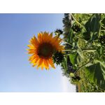 Zdjęcia użytkowników Xiaomi Mi 9T Zdjęcia użytkowników Xiaomi Mi 9T