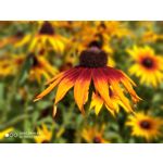 Zdjęcia użytkowników Xiaomi Mi 9T Zdjęcia użytkowników Xiaomi Mi 9T