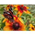 Zdjęcia użytkowników Xiaomi Mi 9T Zdjęcia użytkowników Xiaomi Mi 9T