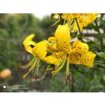 Zdjęcia użytkowników Xiaomi Mi 9T Zdjęcia użytkowników Xiaomi Mi 9T