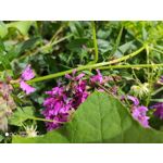 Zdjęcia użytkowników Xiaomi Mi 9T Zdjęcia użytkowników Xiaomi Mi 9T