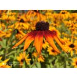 Zdjęcia użytkowników Xiaomi Mi 9T Zdjęcia użytkowników Xiaomi Mi 9T