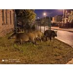 Zdjęcia użytkowników Xiaomi Mi 9T Zdjęcia użytkowników Xiaomi Mi 9T