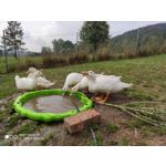 Zdjęcia użytkowników Xiaomi Mi 9T Zdjęcia użytkowników Xiaomi Mi 9T