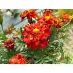 Zdjęcia użytkowników Xiaomi Mi 9T Zdjęcia użytkowników Xiaomi Mi 9T