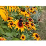 Zdjęcia użytkowników Xiaomi Mi 9T Zdjęcia użytkowników Xiaomi Mi 9T