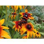 Zdjęcia użytkowników Xiaomi Mi 9T Zdjęcia użytkowników Xiaomi Mi 9T