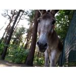 Zdjęcia użytkowników Xiaomi Mi A2 Lite